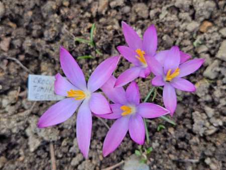 Crocus tommasinianus ´ROSEUS´